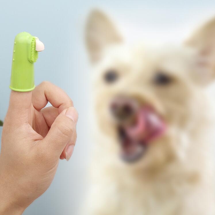 Fingertannbørste for hund og katt, 4-pakk